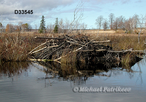 North American Beaver (Castor canadensis), lodge